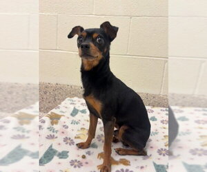 Chihuahua-Unknown Mix Dogs for adoption in Brighton, CO, USA