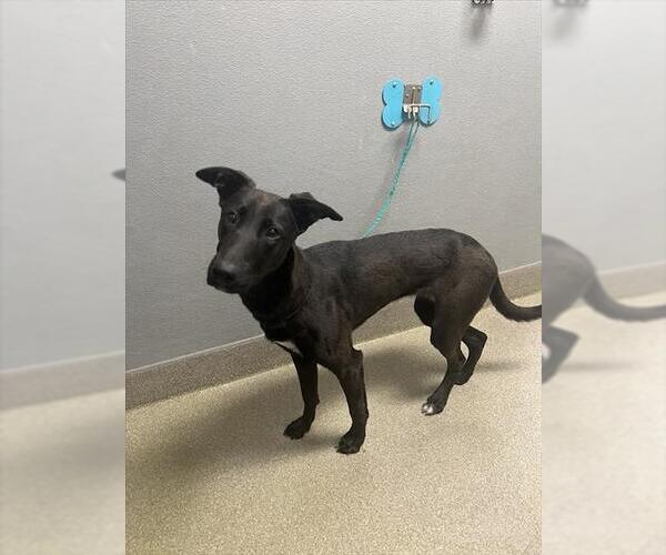 Medium Photo #1 Mutt Puppy For Sale in Las Vegas, NV, USA