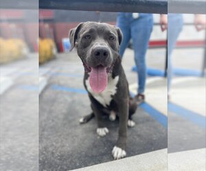 American Pit Bull Terrier-Labrador Retriever Mix Dogs for adoption in Santa Monica, CA, USA