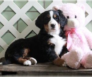 Bernese Mountain Dog Puppy for sale in APPLE CREEK, OH, USA