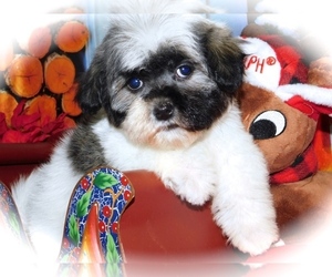 Havanese Puppy for sale in HAMMOND, IN, USA