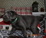 Puppy 6 Labrador Retriever