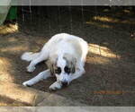 Small Photo #22 Anatolian Shepherd-Maremma Sheepdog Mix Puppy For Sale in LECANTO, FL, USA