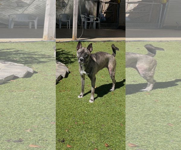 Medium Photo #1 Holland Shepherd-Siberian Husky Mix Puppy For Sale in Mooresville, NC, USA