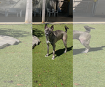 Josie - Female Holland Shepherd-Siberian Husky Mix Dog for Adoption - Small photo