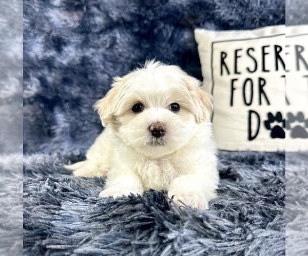 Medium Photo #5 Maltipoo Puppy For Sale in GREENFIELD, IN, USA