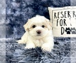 Small #4 Maltipoo