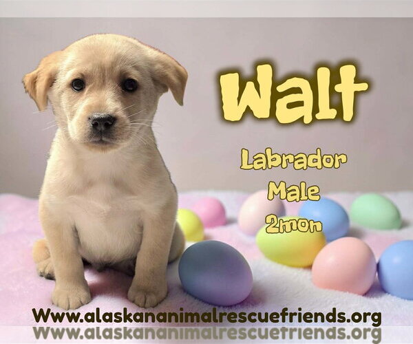 Medium Photo #1 Labrador Retriever-Unknown Mix Puppy For Sale in Anchorage, AK, USA