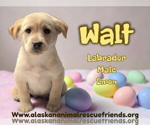 Labrador Retriever-Unknown Mix Dogs for adoption in Anchorage, AK, USA