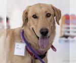 Small Photo #4 Labrador Retriever Puppy For Sale in San Diego, CA, USA