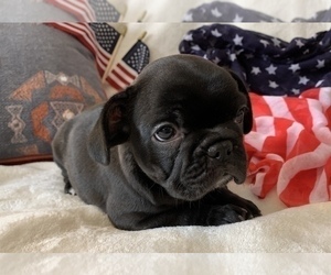 French Bulldog Puppy for sale in JOHNS ISLAND, SC, USA
