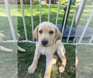 Labrador Retriever Puppy for sale in CHAGRIN FALLS, OH, USA