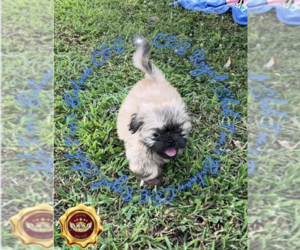 Shih Tzu Dog for Adoption in ATHENS, Georgia USA