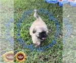 Puppy 1 Shih Tzu
