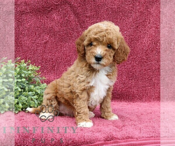 Medium Photo #4 Goldendoodle (Miniature) Puppy For Sale in EPHRATA, PA, USA