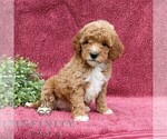 Small #3 Goldendoodle (Miniature)