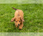 Small #2 Dachshund