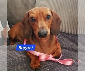 Father of the Dachshund puppies born on 12/05/2025