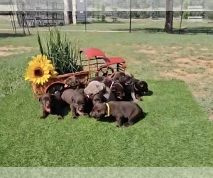 Labrador Retriever Puppy for Sale in SPRING BRANCH, Texas USA