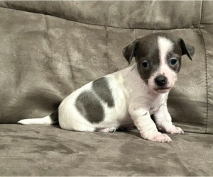 Chiweenie Puppy for Sale in BURLINGTON TOWNSHIP, Pennsylvania USA