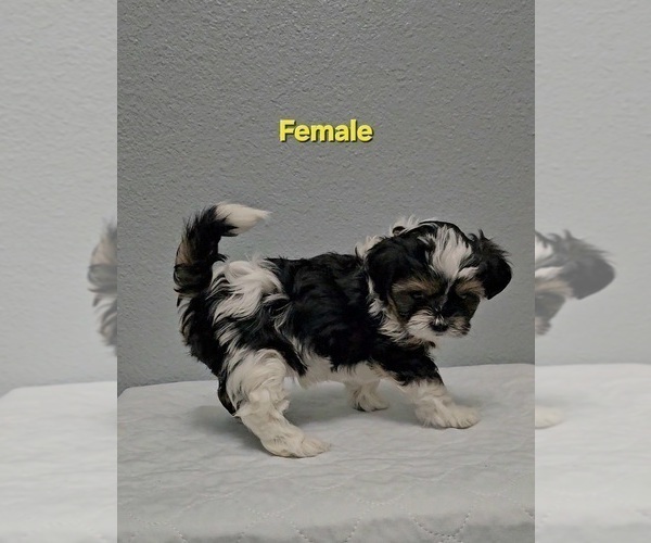 Medium Photo #5 Yo-Chon Puppy For Sale in CHEYENNE, WY, USA