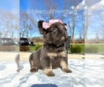 Small #6 French Bulldog