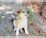 Small Photo #7 Shiba Inu Puppy For Sale in FREMONT, CA, USA