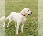 Small Photo #3 Labrador Retriever Puppy For Sale in WASHINGTON BORO, PA, USA