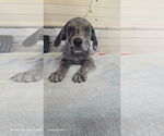 Small Catahoula Leopard Dog-Labrador Retriever Mix