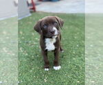 Small #1 Labrador Retriever Mix