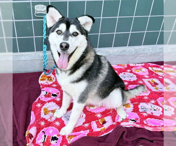 Medium Photo #2 Siberian Husky Puppy For Sale in Rancho Cucamonga, CA, USA