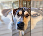 Small #9 German Shepherd Dog-Huskies  Mix