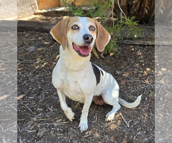 Medium Photo #1 Beagle Puppy For Sale in Albuquerque, NM, USA