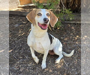 Beagle Dogs for adoption in Albuquerque, NM, USA