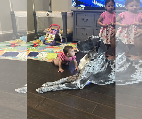 Medium Photo #11 Great Dane Puppy For Sale in Sanford, FL, USA