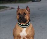 Small Photo #1 America Bandogge Mastiff Puppy For Sale in JOLIET, IL, USA