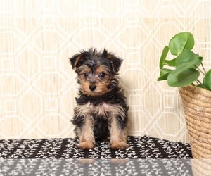 Yorkshire Terrier Puppy for sale in EL CAJON, CA, USA