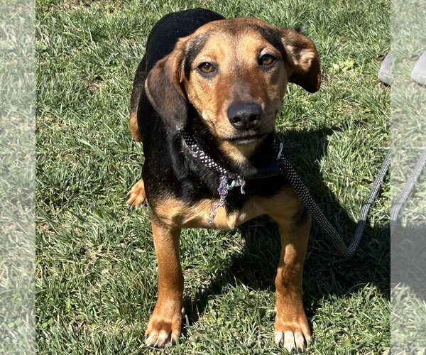 Medium Photo #3 Doxle Puppy For Sale in Batavia, OH, USA