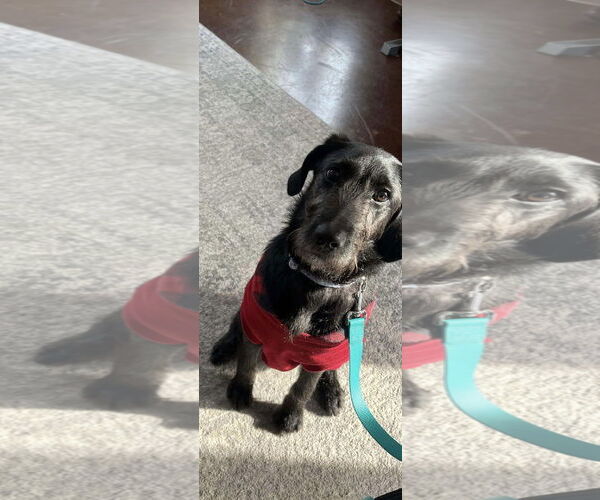 Medium Photo #3 Mutt Puppy For Sale in MECHANICSBURG, PA, USA