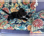 Small #5 Airedale Terrier Mix