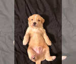 Puppy Blue Alaskan Husky-Cock-A-Poo Mix