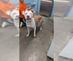 Small #4 Mutt