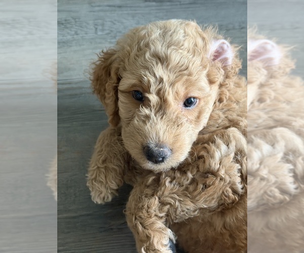 Medium Photo #6 Goldendoodle mix (+ Poodle Standard) Puppy For Sale in SEFFNER, FL, USA