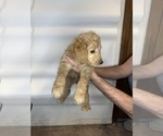 Small #2 Goldendoodle