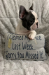 Small Photo #2 French Bulldog Puppy For Sale in SAN DIMAS, CA, USA