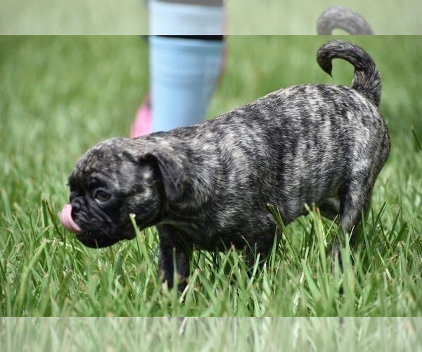 Medium Photo #2 Pug Puppy For Sale in PALM COAST, FL, USA