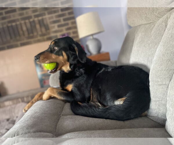 Medium Photo #3 Rottweiler-Unknown Mix Puppy For Sale in Brooklyn Center, MN, USA