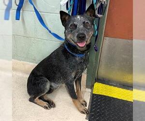 Mutt Dogs for adoption in Rancho Cucamonga, CA, USA