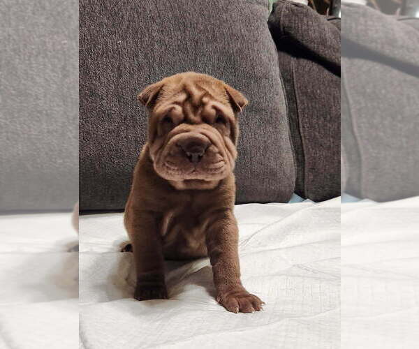 Medium Photo #10 Chinese Shar-Pei Puppy For Sale in SHAWNEE, OK, USA