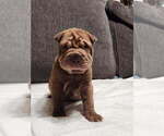 Small Photo #10 Chinese Shar-Pei Puppy For Sale in SHAWNEE, OK, USA